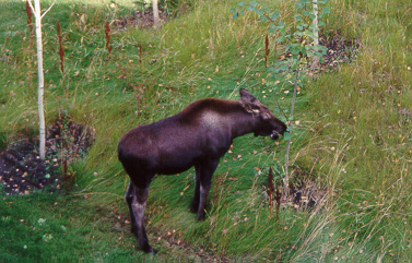 Bringing home a baby moose...