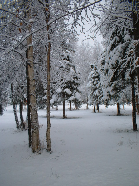 snowyday1.jpg